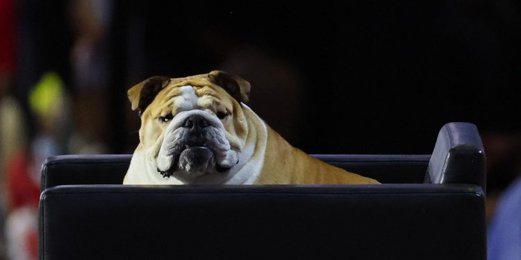 Babydog bobbleheads police nakon pojavljivanja na republikanskoj nacionalnoj konvenciji