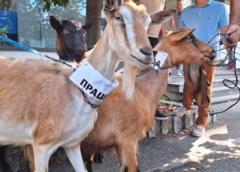 DOVELI KOZE ISPRED VODOVODA Građani simboličnim prosvjedom ukazali na nestašicu vode u Banjoj Luci