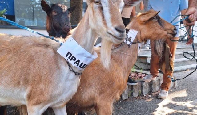 DOVELI KOZE ISPRED VODOVODA Građani simboličnim prosvjedom ukazali na nestašicu vode u Banjoj Luci