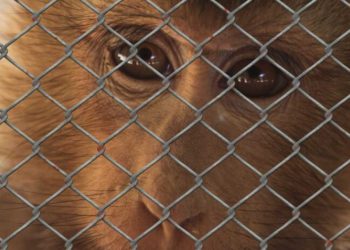 Dobrobit životinja kao čuvstvenih bića : ‘EU i države članice posvećuju punu pažnju zahtjevima’