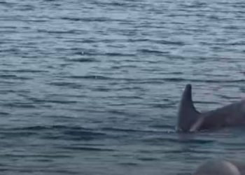 Dupin zapleten u mrežu u Karinskom ždrilu!