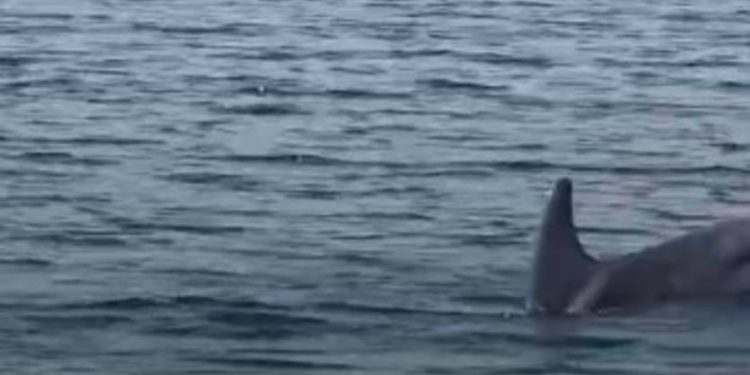 Dupin zapleten u mrežu u Karinskom ždrilu!