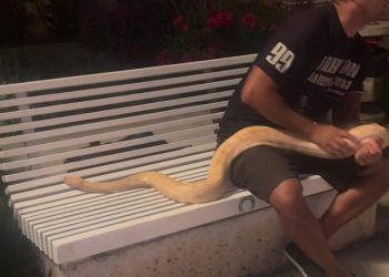 FOTO Ova zmijurina je sinoć bila na Rivi