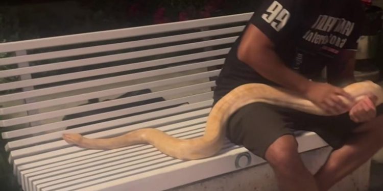 FOTO Ova zmijurina je sinoć bila na Rivi