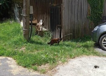 Građani plaćaju kastraciju, a Grad će im vratiti novac