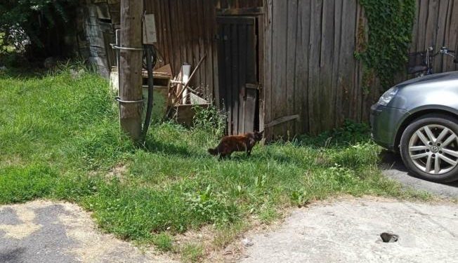 Građani plaćaju kastraciju, a Grad će im vratiti novac