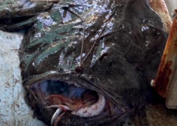 Grdobina od 25 kg pala u ruke ribara južno od Žirja!