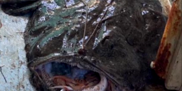 Grdobina od 25 kg pala u ruke ribara južno od Žirja!