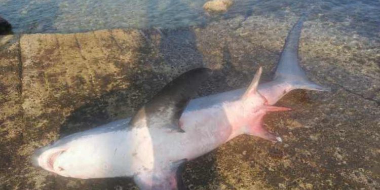 Hvalili se ulovom morskog psa koji je zaštićena vrsta, kazne su i do 27 tisuća eura