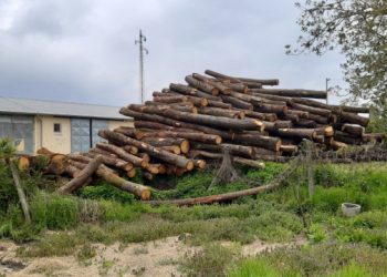 IZVOZ DRVETA U KINU U PORASTU Izbacuju lokalne igrače iz konkurencije