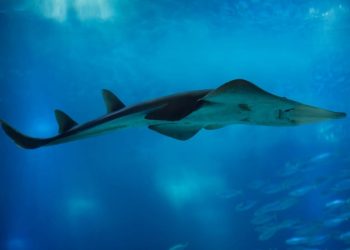 Izumrla jadranska vrsta morskog psa pronađena u Crnom moru