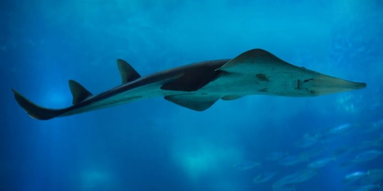 Izumrla jadranska vrsta morskog psa pronađena u Crnom moru