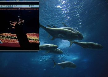 Jadran je pun tuna, a ne smijemo ih loviti, zbog njih nam je prepolovljen ulov srdela i inćuna!