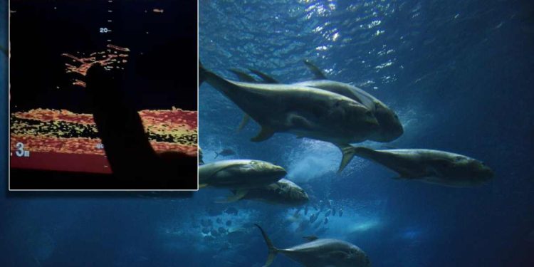 Jadran je pun tuna, a ne smijemo ih loviti, zbog njih nam je prepolovljen ulov srdela i inćuna!