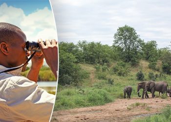 Južnoafrički vodič: Očekujte odmor ispunjen divljim životinjama i prekrasnim pogledom