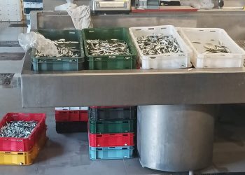 KAKO JE OVO MOGUĆE? Na dubrovačkoj peškariji donijeli nedorasle srdelice: "Lovi ih se u mrijestu i ilegalno!"