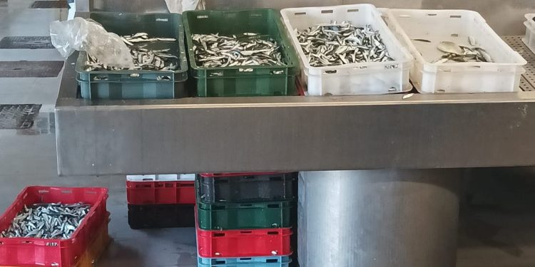 KAKO JE OVO MOGUĆE? Na dubrovačkoj peškariji donijeli nedorasle srdelice: "Lovi ih se u mrijestu i ilegalno!"