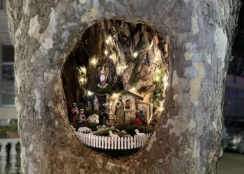 KRASE GA MALENE JASLICE ‘Bolesno drvo postade najljepše drvo u gradu Mostaru’