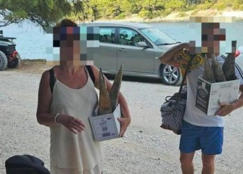 Kakav užas na dalmatinskom otoku. Turisti izronili 5 živih periski, pa ih nosili ležerno u kutijama: “Uhvatio sam ih na djelu, pobigli su”