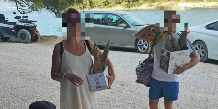 Kakav užas na dalmatinskom otoku. Turisti izronili 5 živih periski, pa ih nosili ležerno u kutijama: “Uhvatio sam ih na djelu, pobigli su”