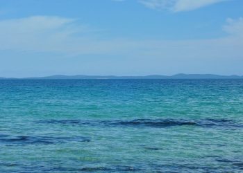 Kako zaštititi Jadran od invazivnih vrsta? Znanstvenici traže rješenja u sklopu Interreg projekta ALIENA