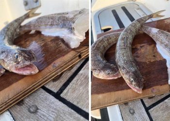 Kod Malog Lošinja ribar uhvatio morskog guštera, rijetko se viđa na sjevernom Jadranu