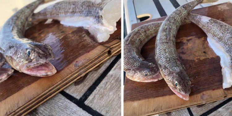 Kod Malog Lošinja ribar uhvatio morskog guštera, rijetko se viđa na sjevernom Jadranu