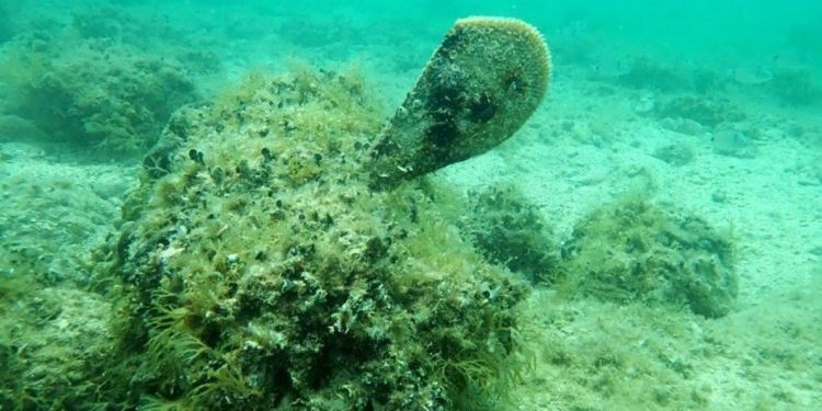 Kod Pašmana vadio strogo zaštićene periske!