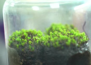 Kolonije na Marsu mogle bi se održavati ovom pustinjskom mahovinom, pokazuje kineska studija