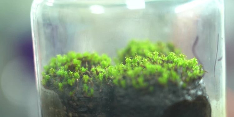 Kolonije na Marsu mogle bi se održavati ovom pustinjskom mahovinom, pokazuje kineska studija