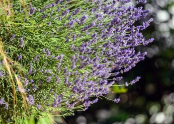 Kreće najmirisniji festival na Jadranu