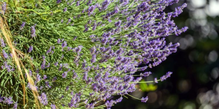 Kreće najmirisniji festival na Jadranu