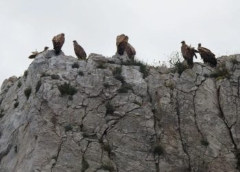 LIFE SUPport – Očuvanje hrvatske populacije bjeloglavog supa