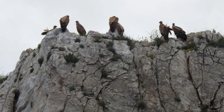 LIFE SUPport – Očuvanje hrvatske populacije bjeloglavog supa