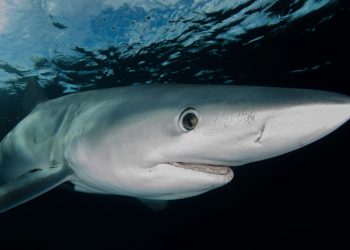 MALI TRIKOVI Kako izbjeći napad morskog psa?