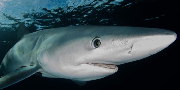 MALI TRIKOVI Kako izbjeći napad morskog psa?