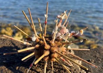 Maja Sever uočila ovo stvorenje i zamolila nas za pomoć, evo o čemu se radi