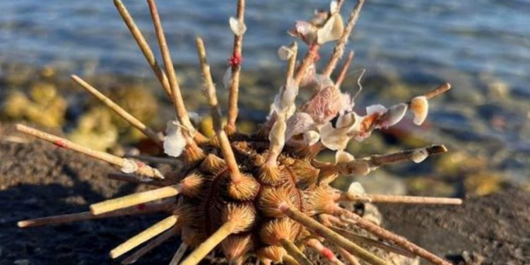 Maja Sever uočila ovo stvorenje i zamolila nas za pomoć, evo o čemu se radi