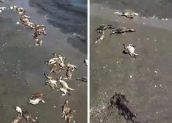 Masovni pomor vrste koja je prijetila Jadranu!