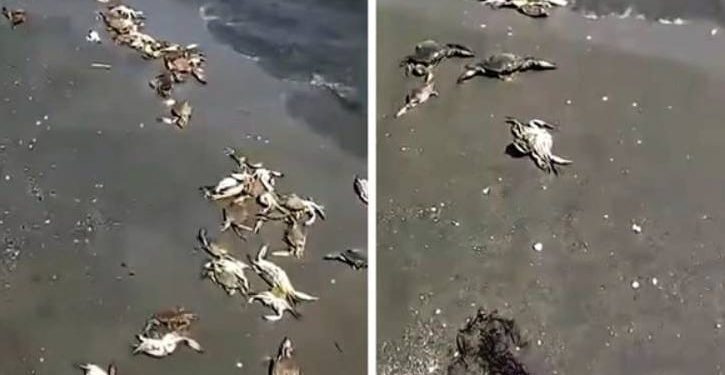 Masovni pomor vrste koja je prijetila Jadranu!