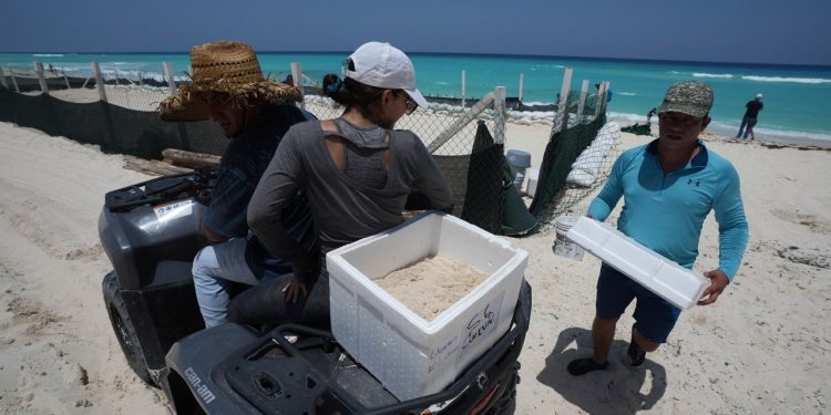 Meksiko evakuira kornjačina jaja s plaža dok se približava uragan Beryl