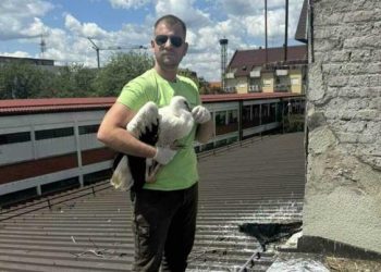 Mlada roda dobro se oporavlja