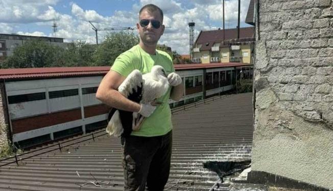 Mlada roda dobro se oporavlja