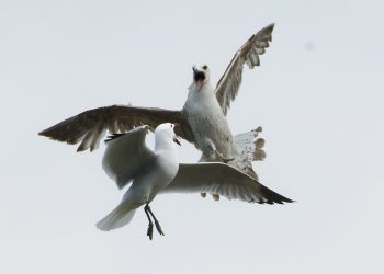 Monitoring ptica u Nacionalnom parku Mljet traje više od 20 godina