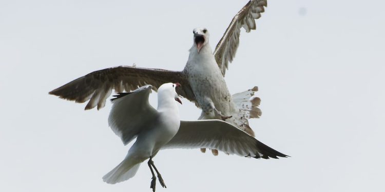 Monitoring ptica u Nacionalnom parku Mljet traje više od 20 godina