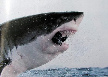 Morski psi u hrvatskim vodama: Nijemac stradao od ubojitih ralja, Slovenac se grčevito borio