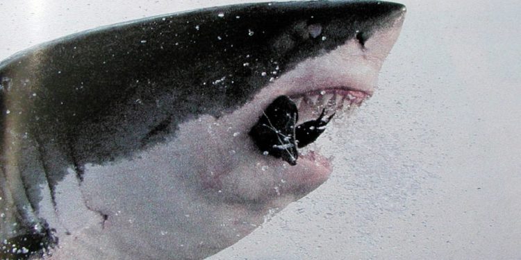 Morski psi u hrvatskim vodama: Nijemac stradao od ubojitih ralja, Slovenac se grčevito borio