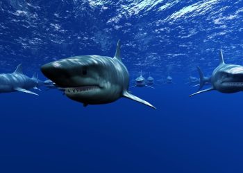 NADROGIRANI MORSKI PSI Test biologa pokazao sto puta veću koncentraciju kokaina od drugih morskih životinja!