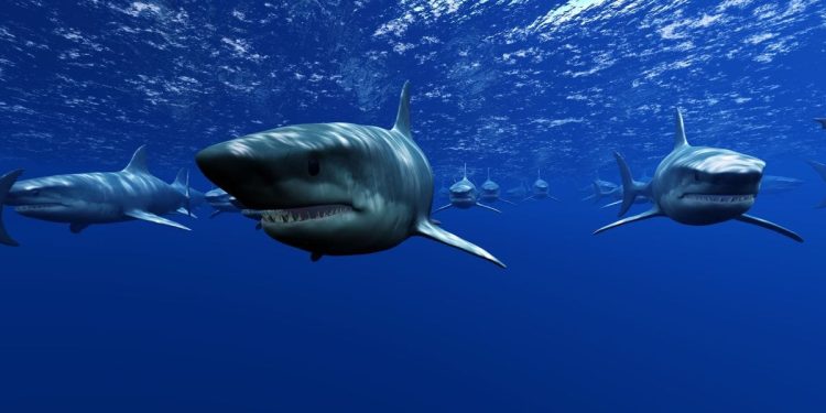 NADROGIRANI MORSKI PSI Test biologa pokazao sto puta veću koncentraciju kokaina od drugih morskih životinja!