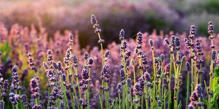NAJMIRISNIJI FESTIVAL Kreće festival lavande na Hvaru